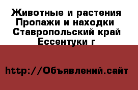 Животные и растения Пропажи и находки. Ставропольский край,Ессентуки г.